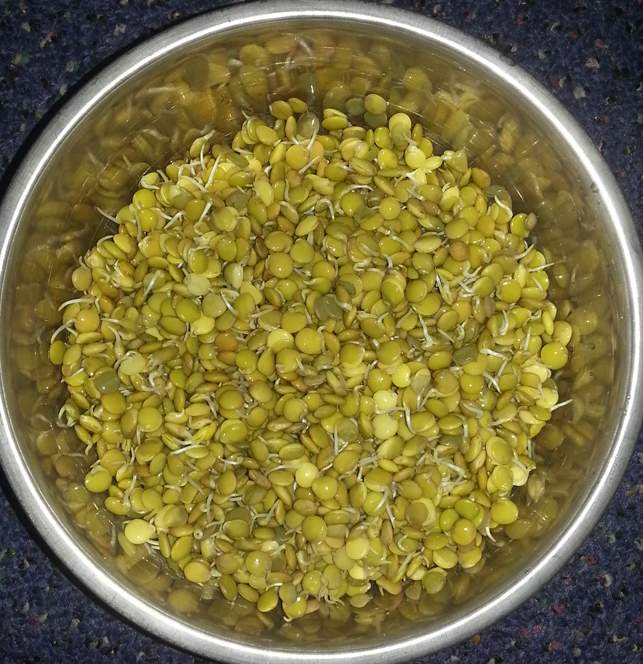 Sprouted Lentils